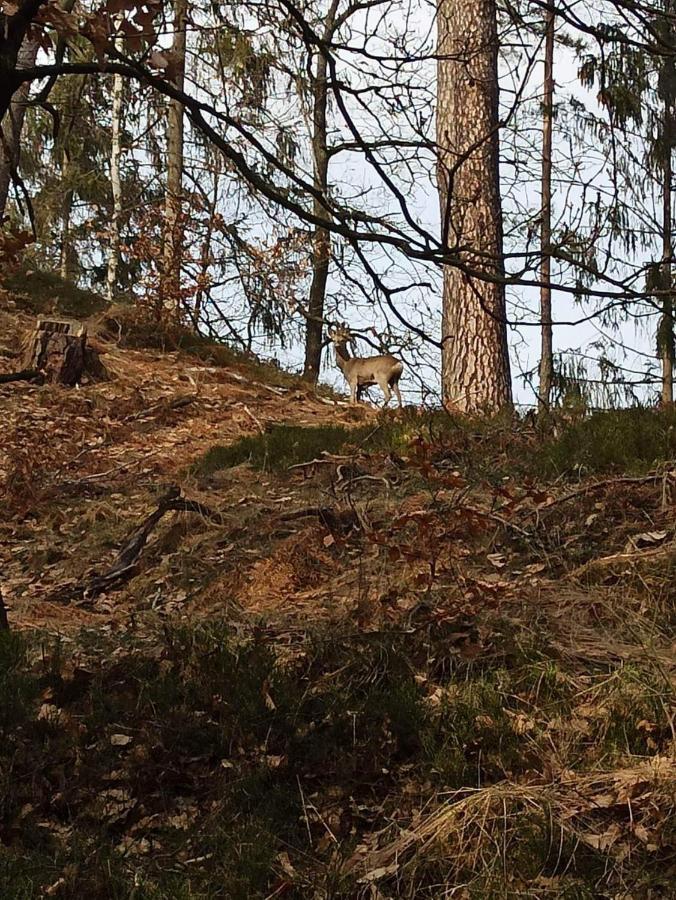 Chaty V Ceskem Raji U Prachovskych Skal - Mala Chata Pro 4 - Velka Chata Pro Az 7 Osob - Ubytovani V Soukromi Jičín Exterior foto